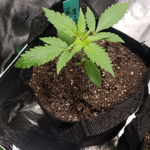 Angelito growlog timeline photo