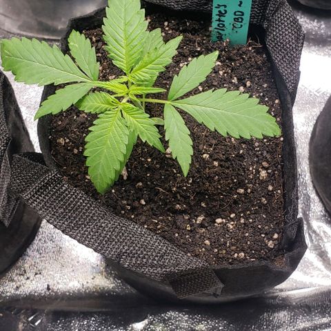 Angelito growlog timeline photo