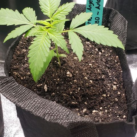 Angelito growlog timeline photo