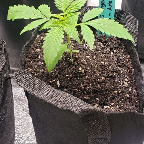 Angelito growlog timeline photo