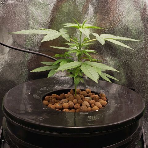 Guineo growlog timeline photo