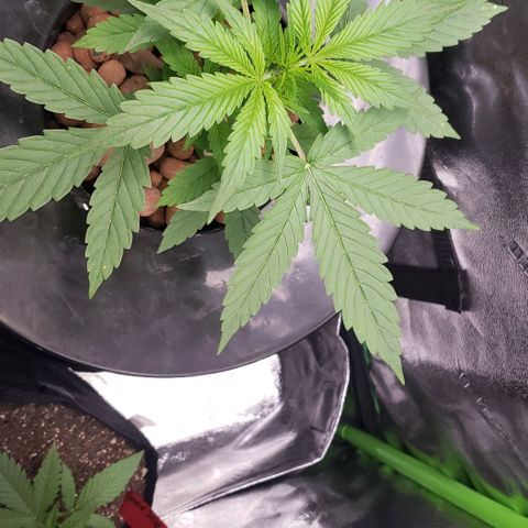 Guineo growlog timeline photo
