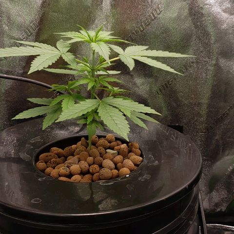 Guineo growlog timeline photo