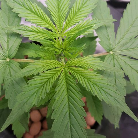 Guineo growlog timeline photo