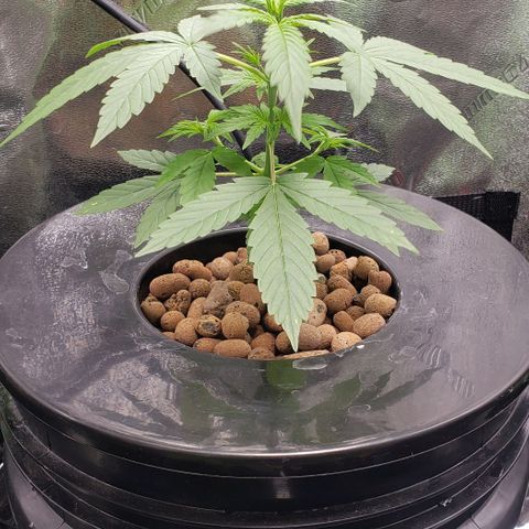 Guineo growlog timeline photo