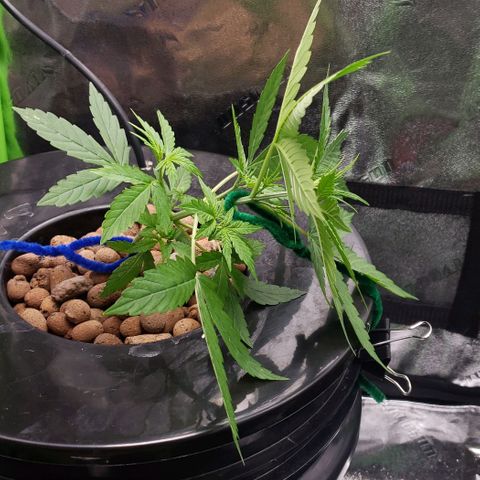 Guineo growlog timeline photo