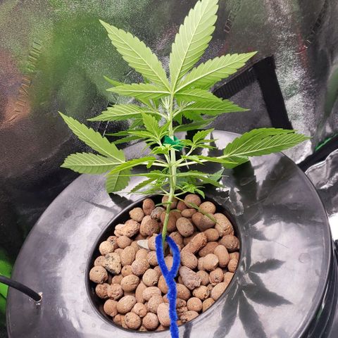 Guineo growlog timeline photo