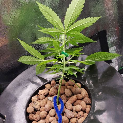 Guineo growlog timeline photo