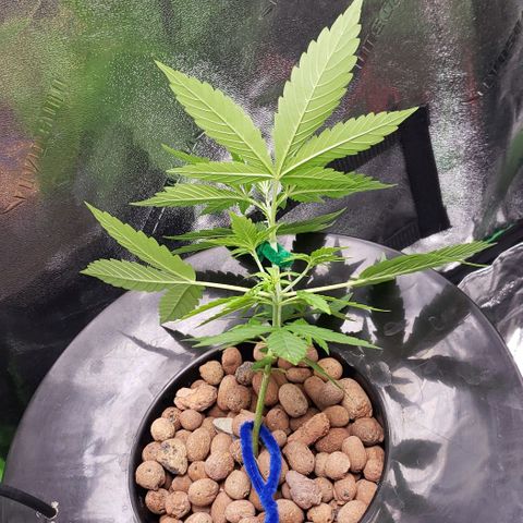 Guineo growlog timeline photo