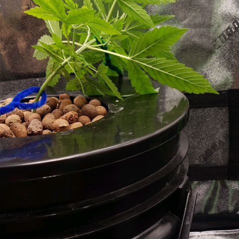 Guineo growlog timeline photo