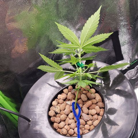 Guineo growlog timeline photo