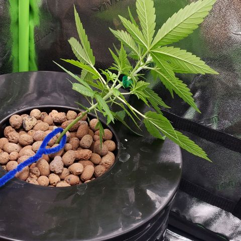 Guineo growlog timeline photo
