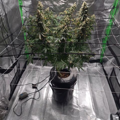 Cookie growlog timeline photo