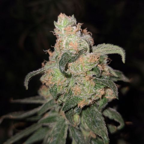 Cookie growlog timeline photo