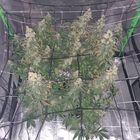 Cookie growlog timeline photo