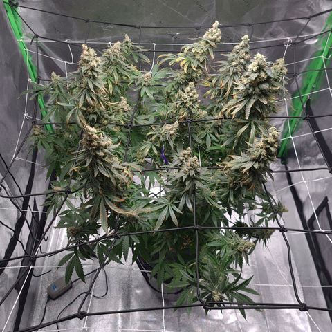 Cookie growlog timeline photo