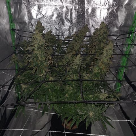 Cookie growlog timeline photo