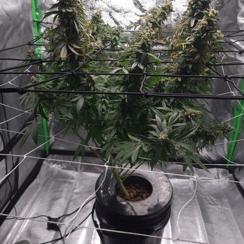 Cookie growlog timeline photo