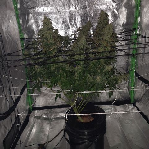 Cookie growlog timeline photo