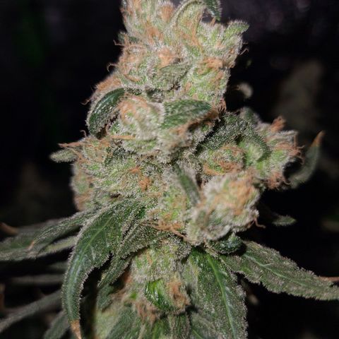 Cookie growlog timeline photo