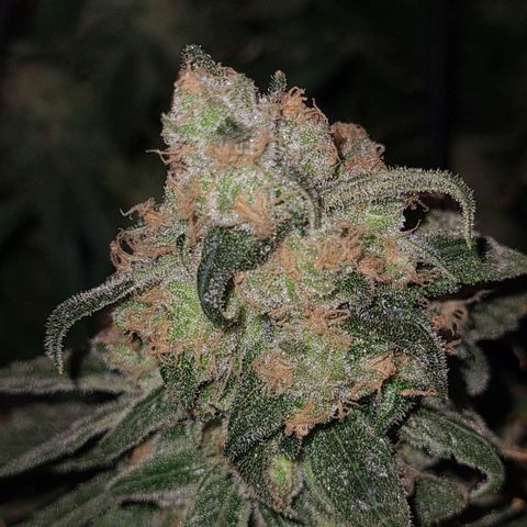 Cookie growlog timeline photo