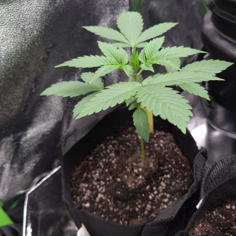 Patacon growlog timeline photo