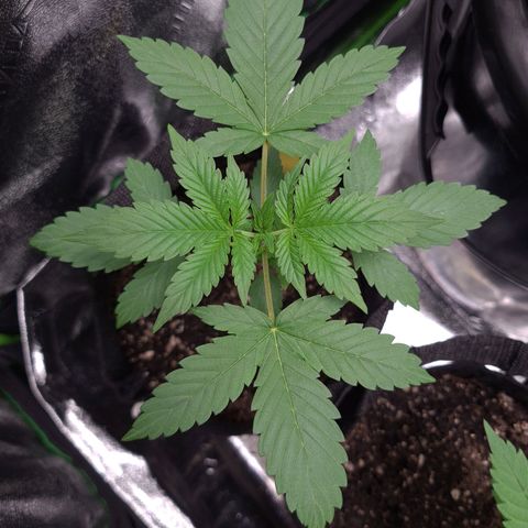 Patacon growlog timeline photo