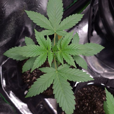 Patacon growlog timeline photo