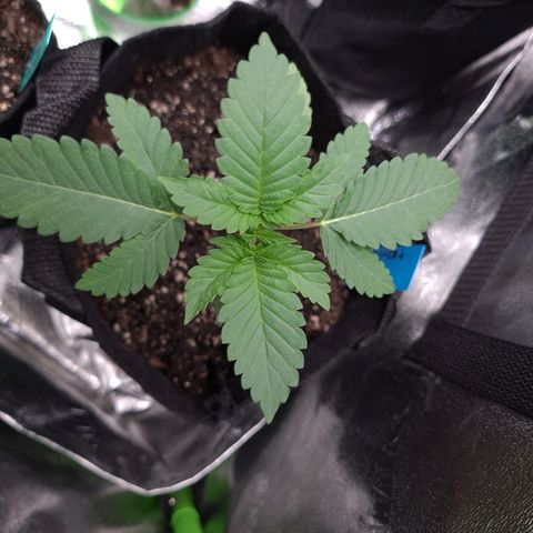 Peyote growlog timeline photo