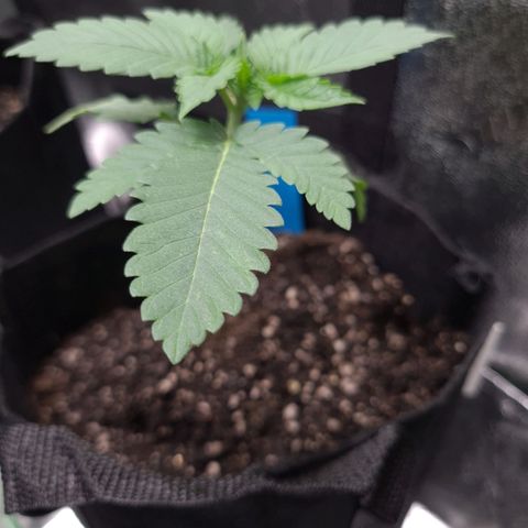 Peyote growlog timeline photo