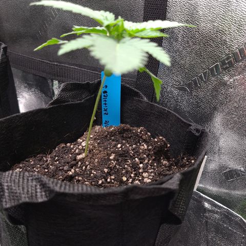 Peyote growlog timeline photo