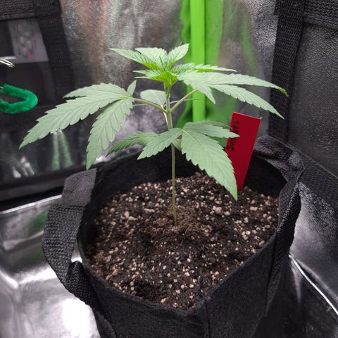 Samarian Sunset growlog timeline photo