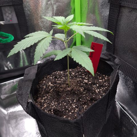 Samarian Sunset growlog timeline photo