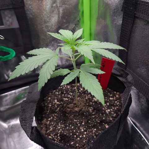 Samarian Sunset growlog timeline photo