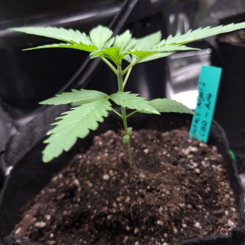 Angelito growlog timeline photo