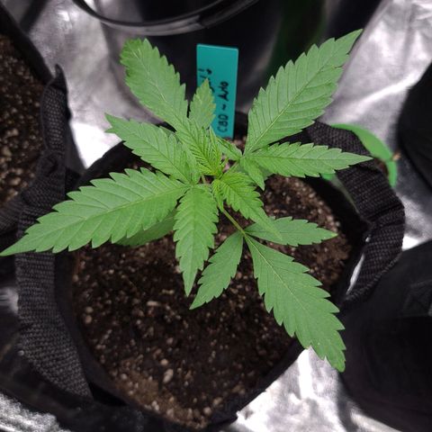 Angelito growlog timeline photo