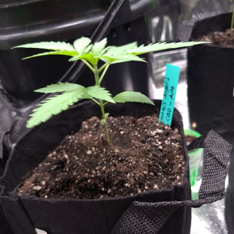 Angelito growlog timeline photo