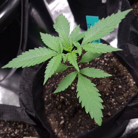 Angelito growlog timeline photo