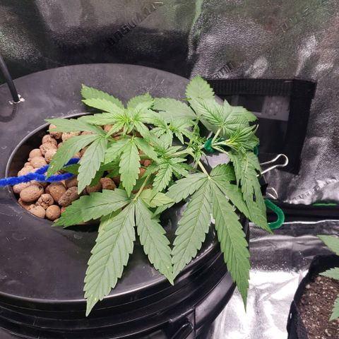 Guineo growlog timeline photo