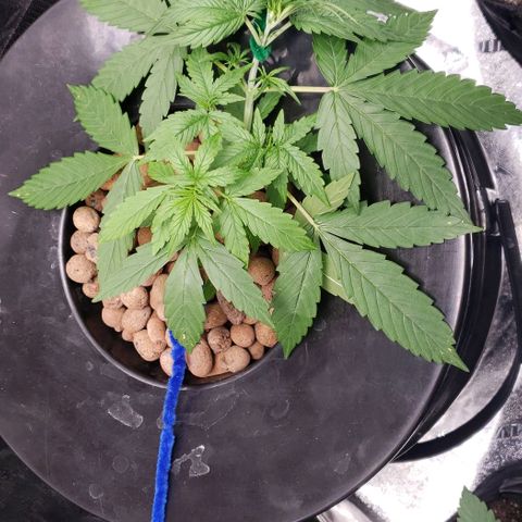 Guineo growlog timeline photo