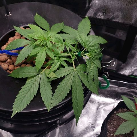 Guineo growlog timeline photo