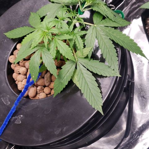 Guineo growlog timeline photo