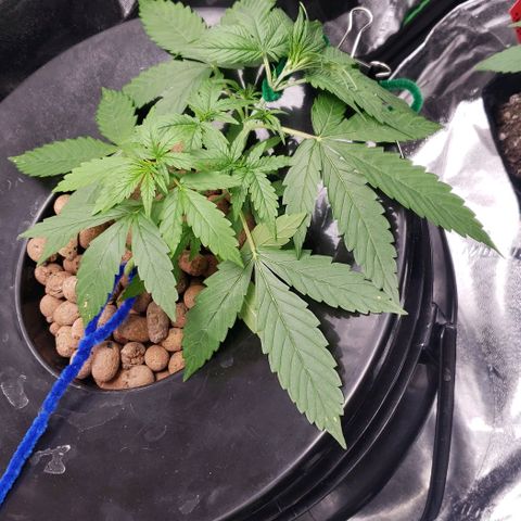 Guineo growlog timeline photo