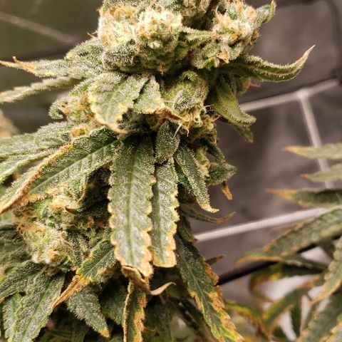 Cookie growlog timeline photo