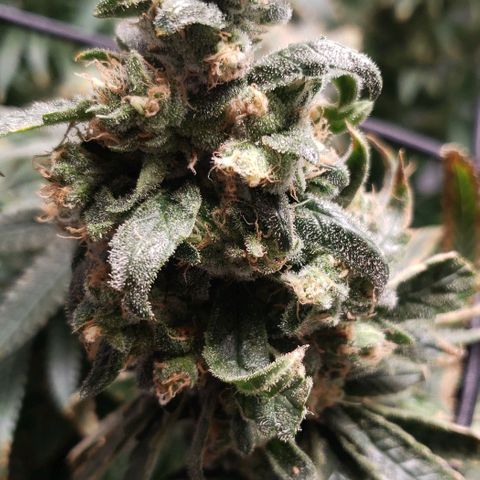 Cookie growlog timeline photo