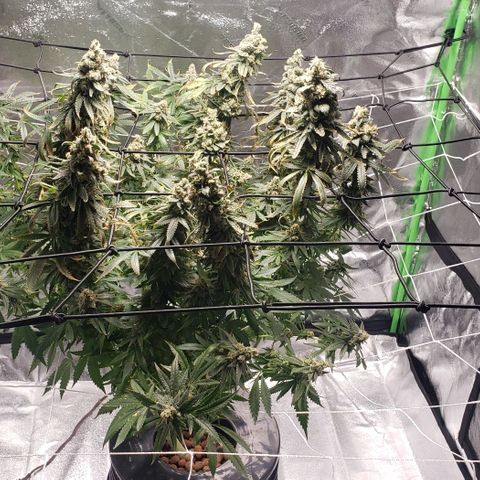 Cookie growlog timeline photo
