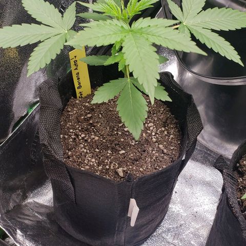 Patacon growlog timeline photo