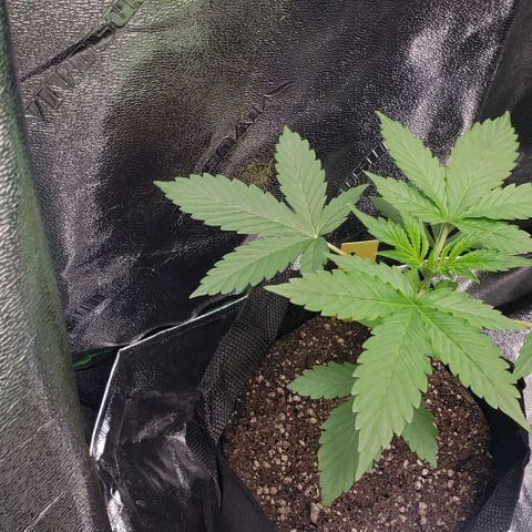 Patacon growlog timeline photo