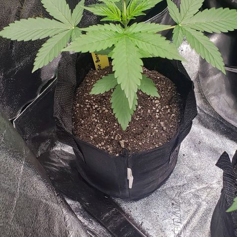 Patacon growlog timeline photo