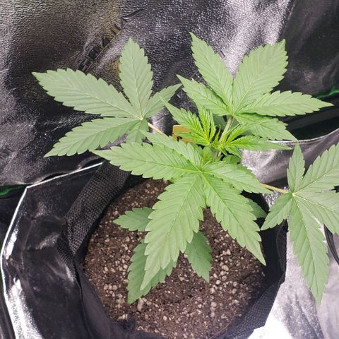 Patacon growlog timeline photo